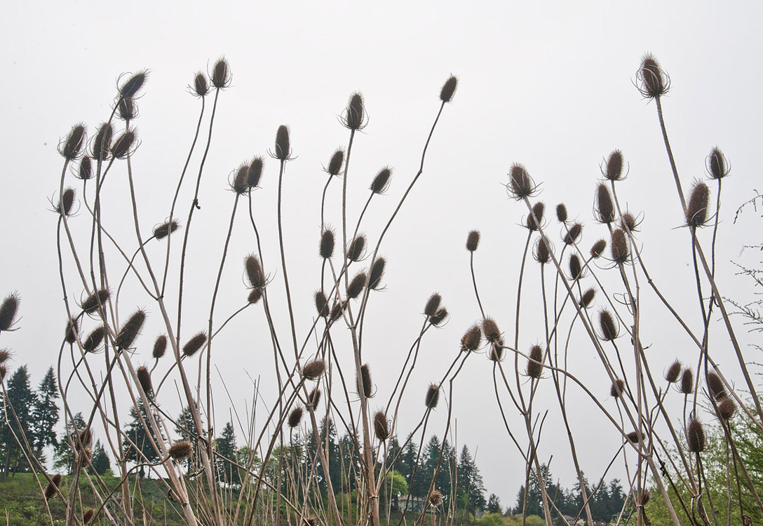 Heidi-Wetlands-2014-04-20-by-Mike-Bay-037