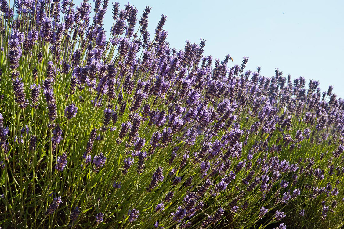 Lavender-in-Sequim-2013-07-19-by-Mike-Bay-008-A