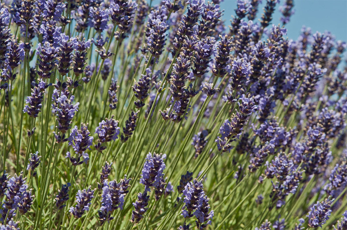Lavender-in-Sequim-2013-07-19-by-Mike-Bay-483-A