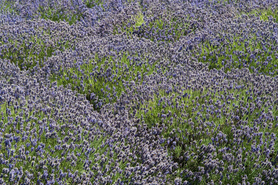 Lavender-in-Sequim-2013-07-19-by-Mike-Bay-648-A
