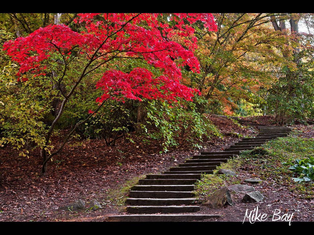 UW Arboretum 2013-10-23  by Mike Bay 021 A iPAD 07 copy