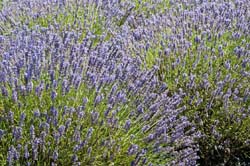 Lavender-in-Sequim-2013-07-19-by-Mike-Bay-366-A