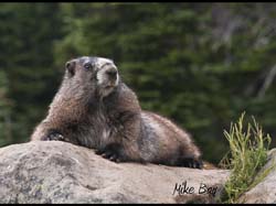Mt Rainier Marmot 291 Sept 24, 2011 by Mike Bay A iPAD 11 copy