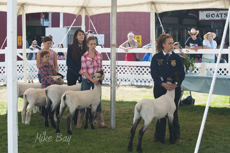 Kitsap Fair and Stampede 2014-08-21 by Mike Bay 1707A