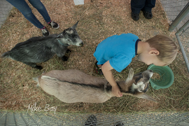 Kitsap Fair and Stampede 2014-08-22 by Mike Bay 2519A