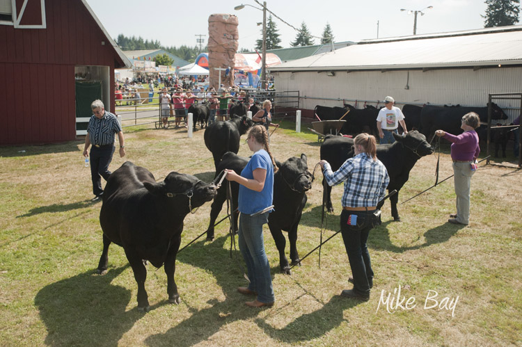Kitsap Fair and Stampede 2014-08-22 by Mike Bay 2878A